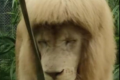 广州动物园的狮子留了个齐刘海 网友“哈哈！这该死的魅力”